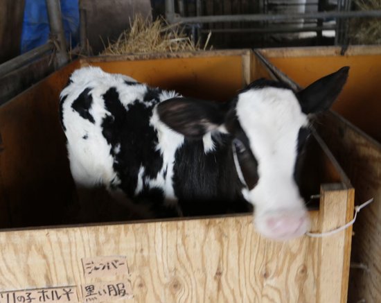 ミルクドドレイク郡山 写真2